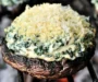 Grilled Spinach Dip-Stuffed Portabella Mushroom Caps